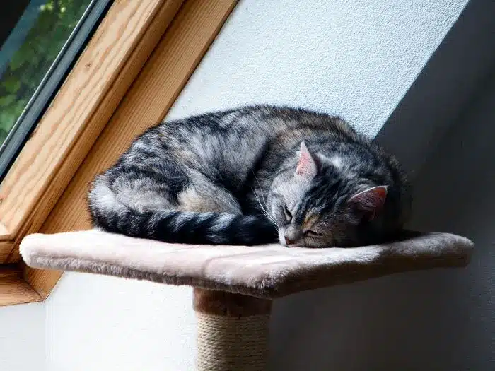 Comment choisir son arbre à chat design?