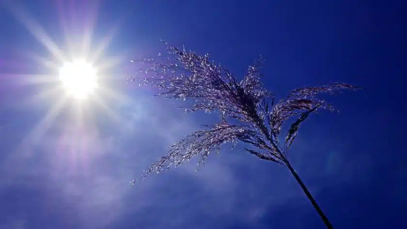 chaleur-canicule