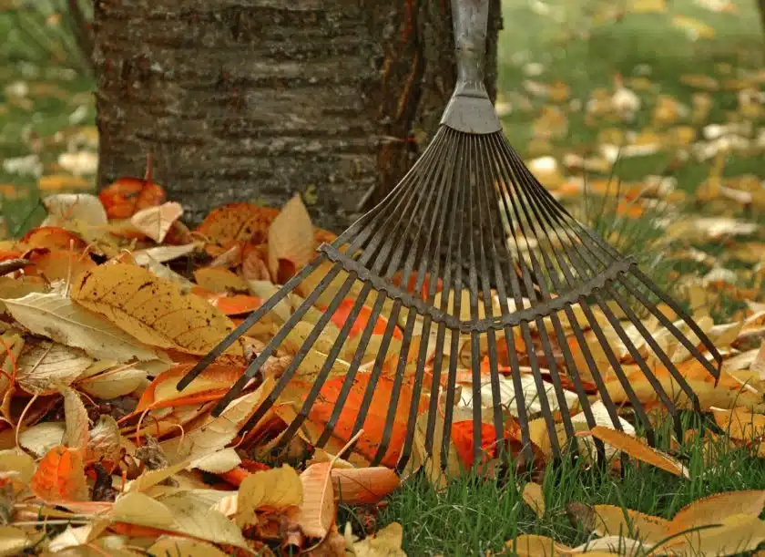 Les 10 meilleures astuces pour entretenir son jardin à l'automne !