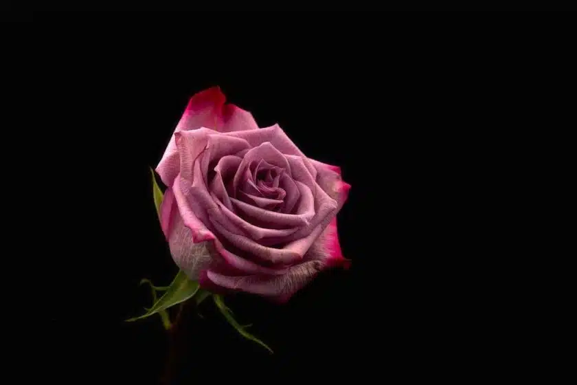 livraison-fleurs-saint-valentin